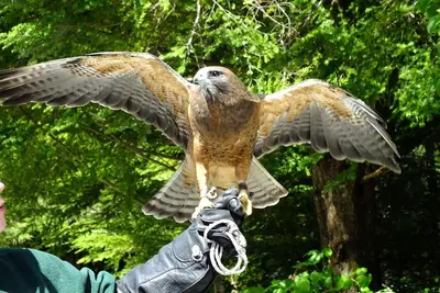 PREMIUM Sitka Scenic Tour