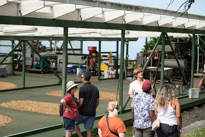 Kona Coffee Farm Tour