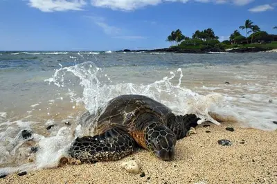 Kona Shore Excursion: Sea Turtles, Historic Kona & Coffee