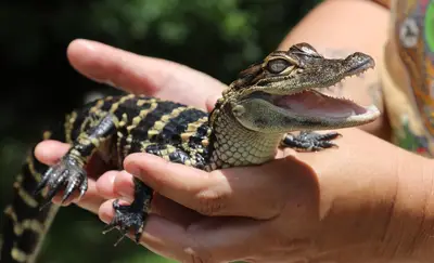 Natural Florida Up Close on a Babcock Ranch Eco Tour