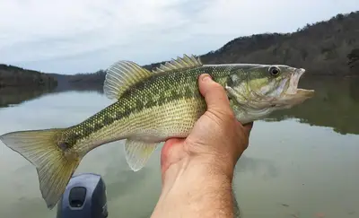 Bass Fishing for Beginners: 5 Mistakes That Keep You From Filling the Cooler