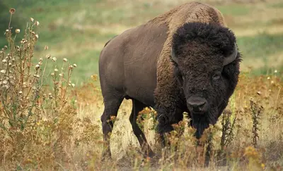 Hunting American Bison: How And Where To Hunt Buffalo In The United States