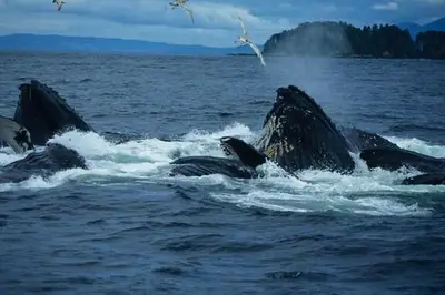 Alaska Cruise Whale Watching: Insider Strategies for Spotting Whales