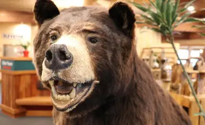 Book Your Next Alaska Cruise On Holland America Line